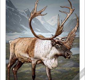 Caribou Poster Print