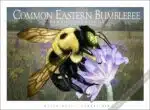 Poster design featuring of a Common Eastern Bumblebee Frog