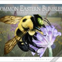 Poster design featuring of a Common Eastern Bumblebee Frog