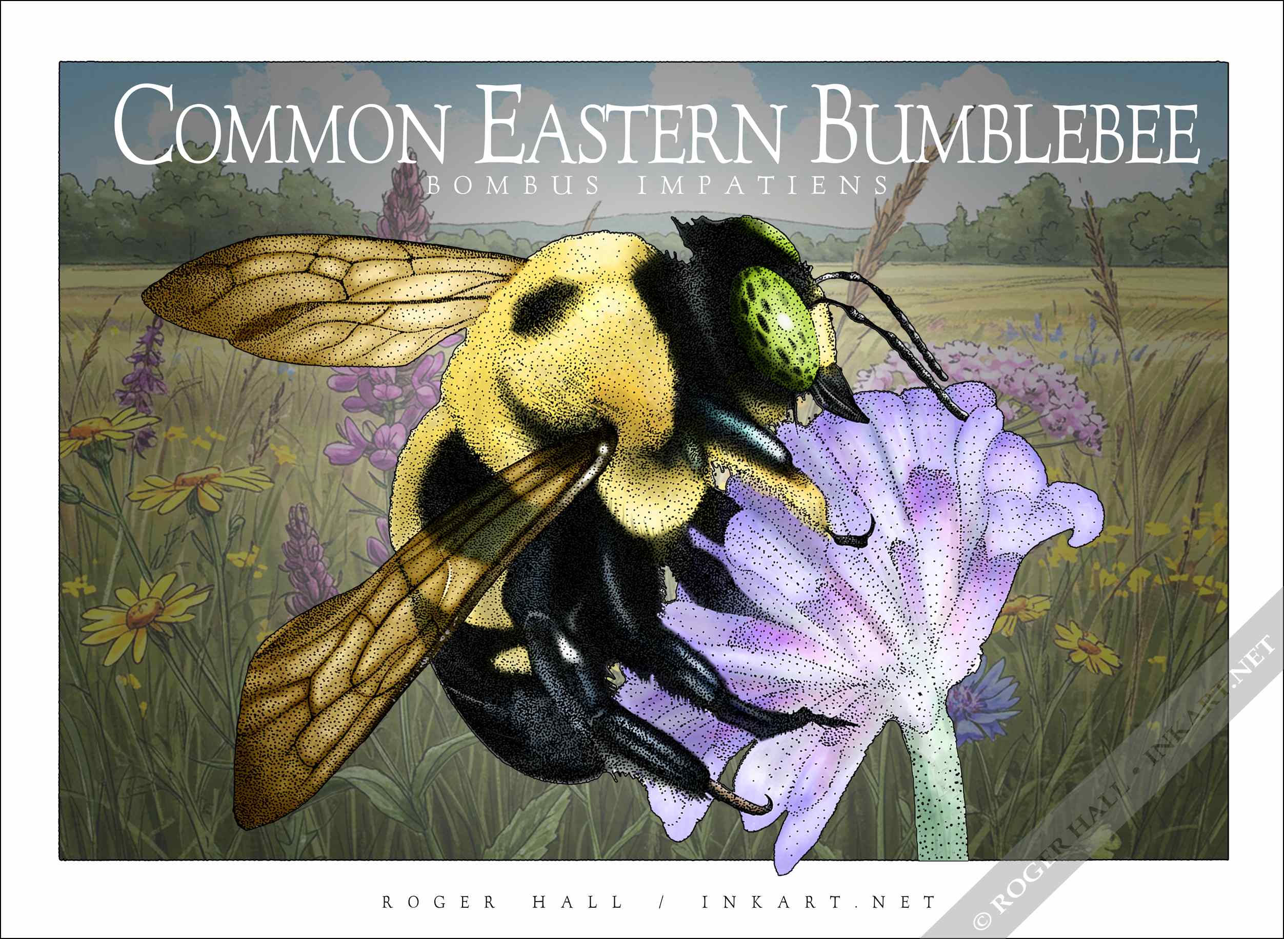 Common Eastern Bumblebee Poster design featuring of a Common Eastern Bumblebee Frog