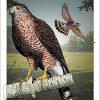 Poster design featuring a pair of Cooper's Hawk