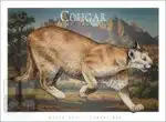 Poster design featuring a Mountain Lion or Cougar