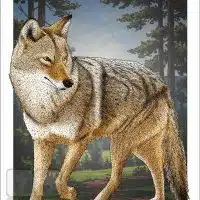 Poster design featuring a Coyote