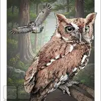 Poster design featuring a pair of Eastern Screech Owls