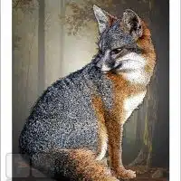Poster design featuring a Gray Fox