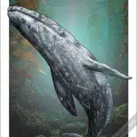 Poster design featuring of a Gray Whale