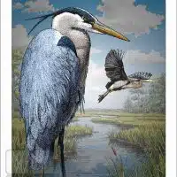 Poster design featuring a pair of Great Blue Herons