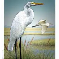 Poster design featuring a pair of Great Egrets