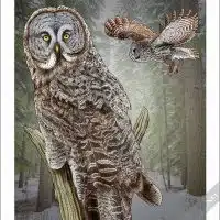 Poster design featuring a pair of Great Grey Owl