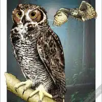 Poster design featuring a pair of Great-Horned Owls