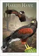 Poster design featuring a pair of Harris's Hawk