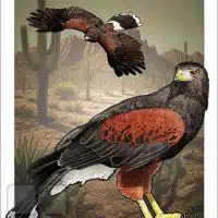 Poster design featuring a pair of Harris's Hawk