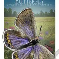 Poster design featuring of a Karner Blue Butterfly