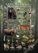 Land Mammals of Massachusetts poster print