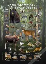 Land Mammals of Massachusetts poster print