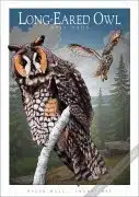 Long-Eared Owl Poster Print