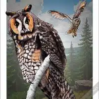 Long-Eared Owl Poster Print