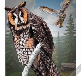 Long-Eared Owl Poster Print