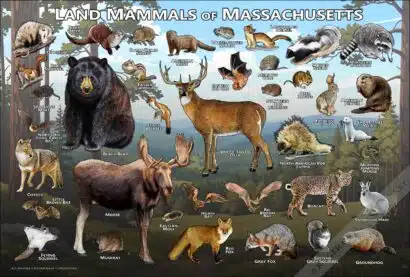 Land Mammals of Massachusetts Poster Print - Image 2