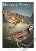 Poster design featuring a pair of Northern Bobwhite quail