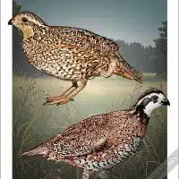 Poster design featuring a pair of Northern Bobwhite quail