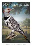Poster design featuring of a Northern Flicker