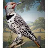 Poster design featuring of a Northern Flicker
