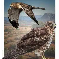 Poster design featuring a pair of Northern Harriers