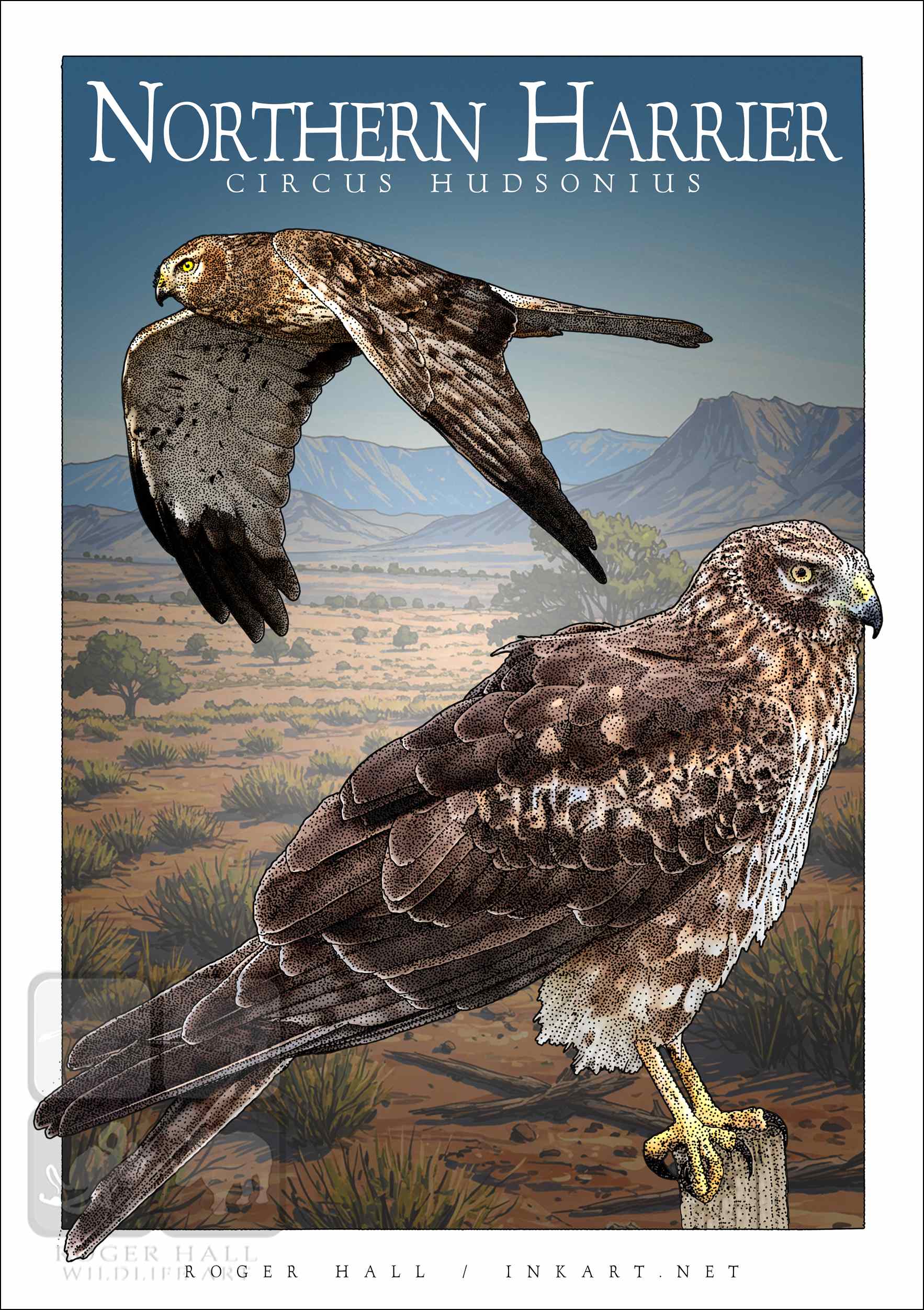 Northern Harrier poster Poster design featuring a pair of Northern Harriers