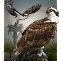 Poster design featuring a pair of Osprey