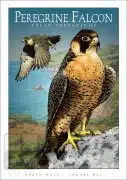Poster design featuring a pair of Peregrine Falcons