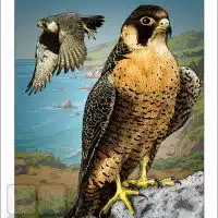 Poster design featuring a pair of Peregrine Falcons