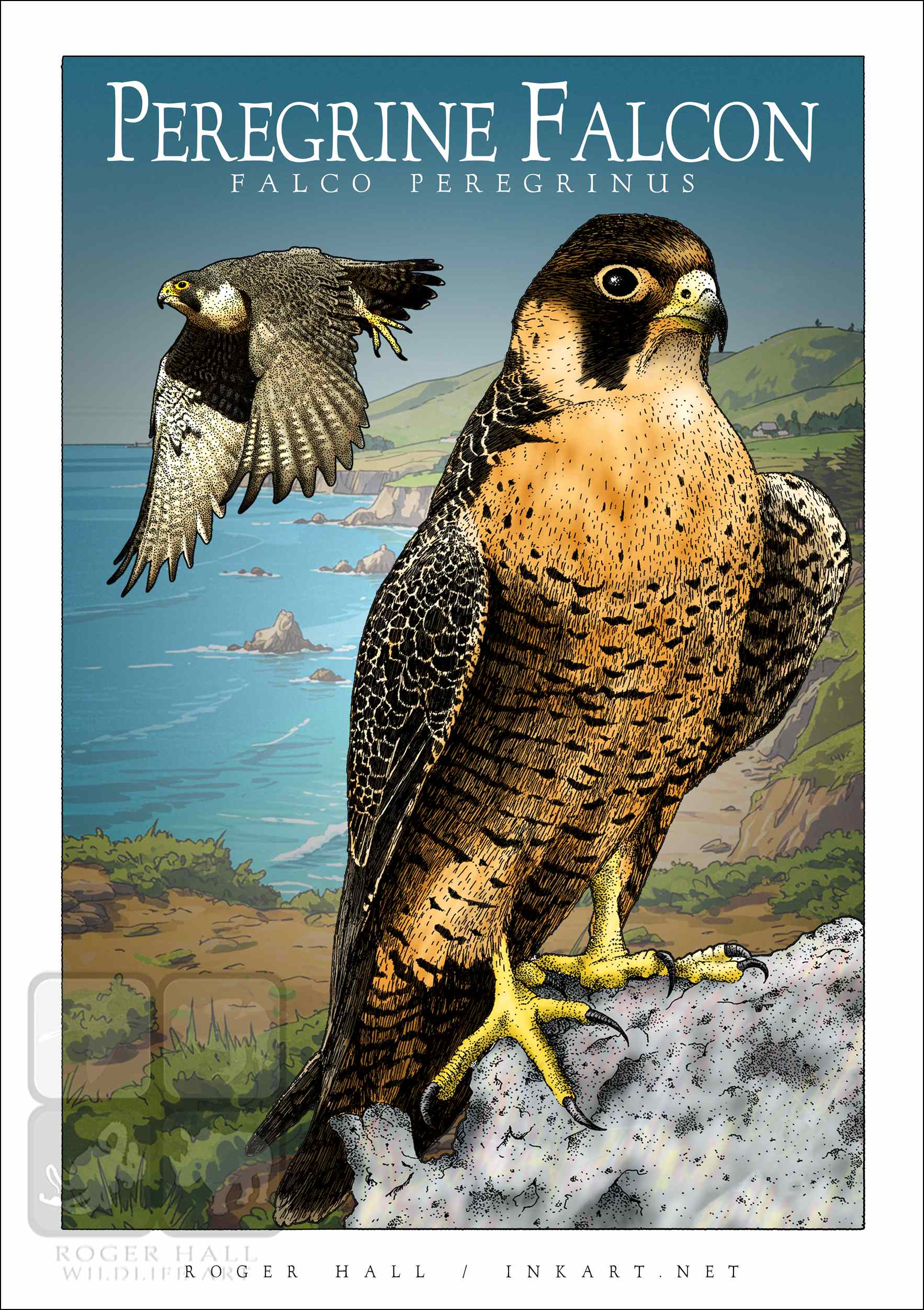 Peregrine Falcon poster Poster design featuring a pair of Peregrine Falcons