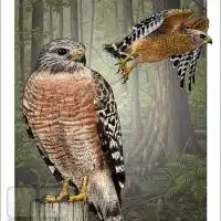 Poster design featuring a pair of Red-Shouldered Hawk