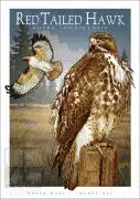 Poster design featuring a pair of Red-Tailed Hawks