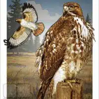 Poster design featuring a pair of Red-Tailed Hawks