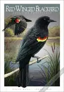 Poster design featuring a pair of Red-Winged Blackbirds