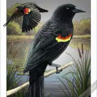 Poster design featuring a pair of Red-Winged Blackbirds
