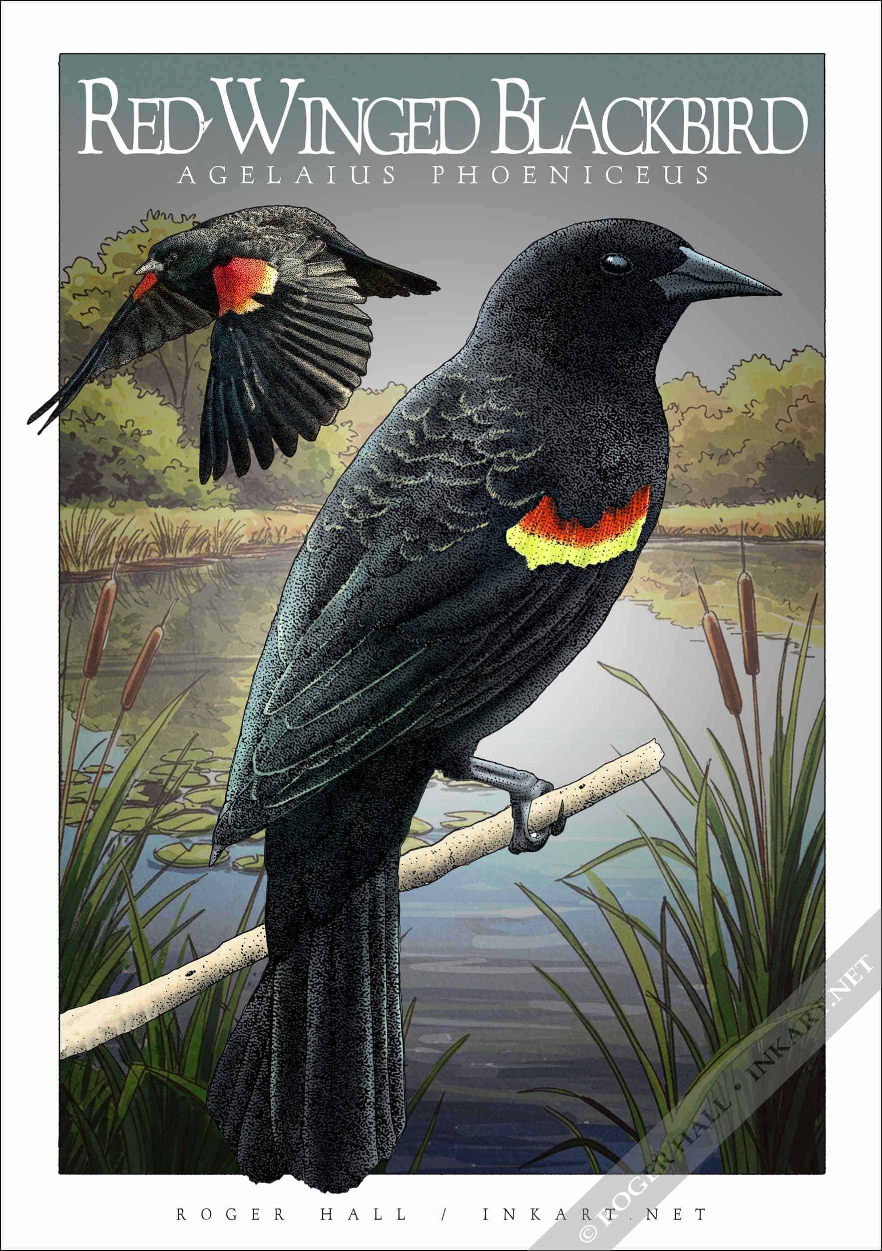 Red-Winged Blackbird poster Poster design featuring a pair of Red-Winged Blackbirds
