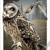Poster design featuring a pair of Short-Eared Owls