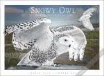 Poster design featuring a pair of Barred Owl