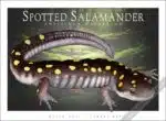 Poster design featuring of a Spotted Salamander