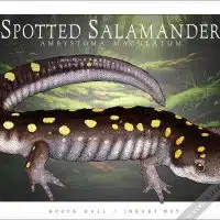 Poster design featuring of a Spotted Salamander