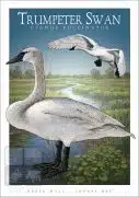 Poster design featuring a pair of Trumpeter Swans