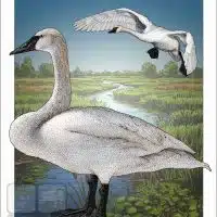 Poster design featuring a pair of Trumpeter Swans