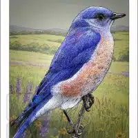 Poster design featuring of a Western Bluebird