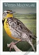 Poster design featuring of a Western Meadowlark