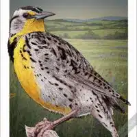 Poster design featuring of a Western Meadowlark