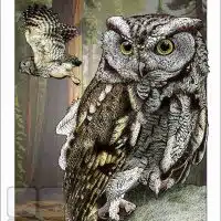 Poster design featuring a pair of Western Screech Owls
