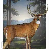 Poster design featuring a White-Tailed Deer
